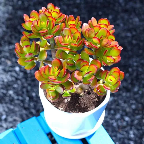 Miniatura 7 de Sprout N Green Árbol de jade enano - Crassula ovata Crosby's Compact, suculenta rara y adorable completamente enraizada en maceta de 2 pulgadas