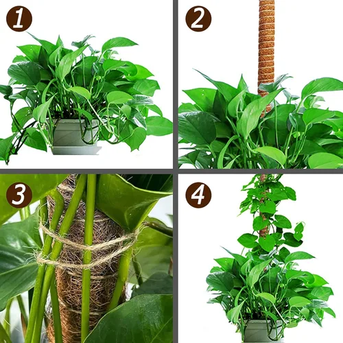 Miniatura 7 de Poste de musgo de 60 pulgadas para plantas Monstera, postes de musgo altos y flexibles para plantas trepadoras de interior, palos grandes hechos a
