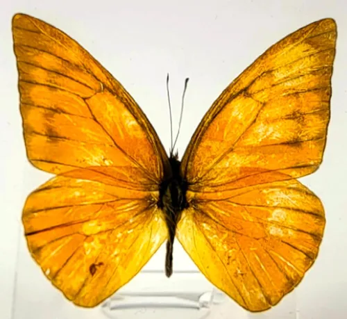 Miniatura 16 de Mariposa Bluebottle real de 2.9 pulgadas en resina de Lucite transparente, grafio, sarpedón, colección de manualidades para biología, ciencias