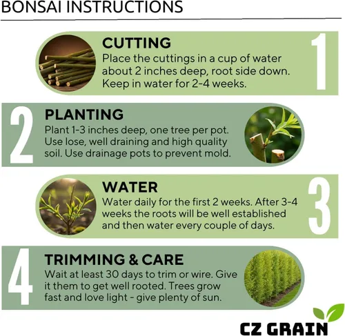 Miniatura 5 de Eversong - Bonsái de sauce llorón para cultivar, corte de tronco grueso, gran regalo, bonsái de rápido crecimiento para interiores o exteriores