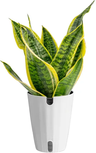 Miniatura 13 de Costa Farms - Planta de serpiente, Sansevieria, planta viva en maceta decorativa, fácil de mantener, suculenta purificadora de aire para interiores