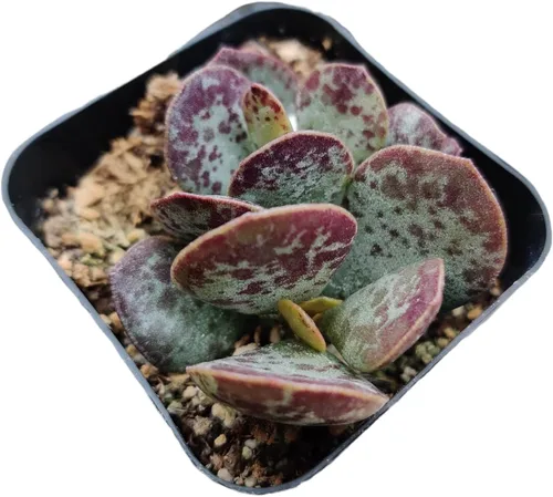 Miniatura 20 de Plantas de Cactus Suculentas Vivas (Maceta de 5 cm Echeveria Minima)