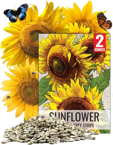Seed Needs Semillas de girasol para plantar a rayas grises de mamut, bolsa grande resellable de 2 onzas, semillas de reliquia Helianthus annuus sin