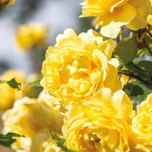 Miniatura 2 de Rosas arbustivas inglesas de reliquia, planta de raíz propia viva para jardín al aire libre, esposa del poeta, excepcionalmente fragantes, zonas