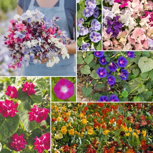 Miniatura 8 de Eden Brothers Crazy for Cosmos - Semillas mixtas de flores de cosmos para plantar, 50 lb, más de 24,000,000 semillas con Cosmos Gloria, Pinkie