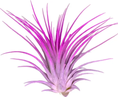 Planta de aire Rainbow Tillandsia, planta de aire Tillandsia, planta de aire, purificación de aire, planta de casa, decoración y regalo para el