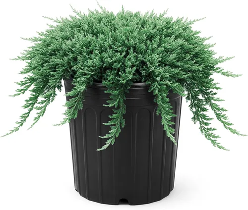 Miniatura 10 de Blue Rug Juniper Wiltonii 5 plantas vivas de 4 pulgadas Juniperus Horizontalis Cubierta de suelo rastrero, arbusto de bajo mantenimiento