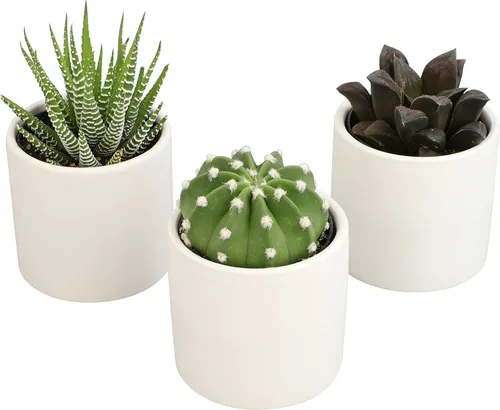Miniatura 2 de Plants for Pets - Plantas vivas de poca luz en macetas de cerámica para suculentas (paquete de 3), planta suculenta Gasteria y plantas de cactus