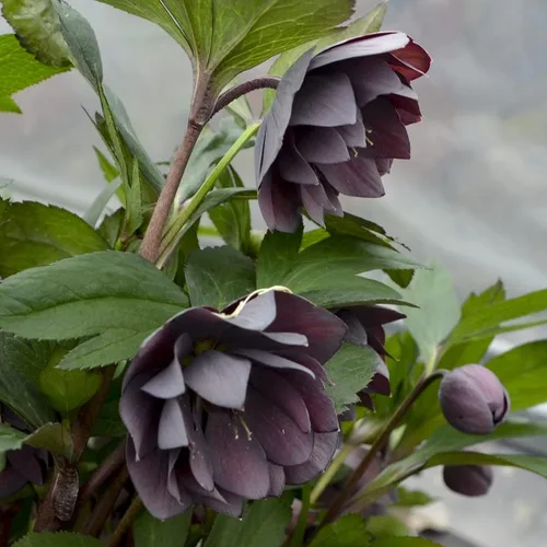 Vive grande Dashing padrinos de boda Hellebore Cuaresma Rose. Impresionante planta perenne púrpura