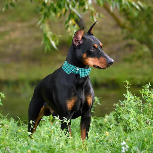 Miniatura 5 de Collar de algodón para perro con corbatín, cómodo y ajustable con bonito diseño de solapa, para mascotas pequeñas, medianas y grandes