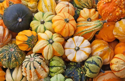Semillas ornamentales de mezcla de calabaza gigante, vegetales tradicionales para plantar 10 semillas decorativas únicas sin OMG