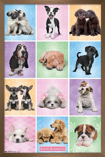 Miniatura 14 de Trends International Póster de pared Puppies Cuties, 22.375 x 34 Versión con marco negro