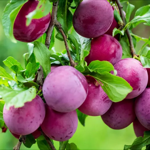 Miniatura 4 de Más de 150 semillas de árboles frutales de ciruelo tropical para plantar al aire libre, reliquia sin OMG Prunus Maritima. Cultiva tu propia fruta