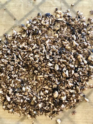 Miniatura 2 de Plant Good Seed Semillas orgánicas de raíz de bardana para plantar: hierba rica en nutrientes, hojas verdes grandes - Paquete de 50 semillas