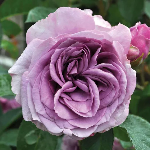 Rosas trepadoras tradicionales, planta de raíz viva para jardín al aire libre, Arborose® Quicksilver, moderadamente fragante, zonas de rusticidad