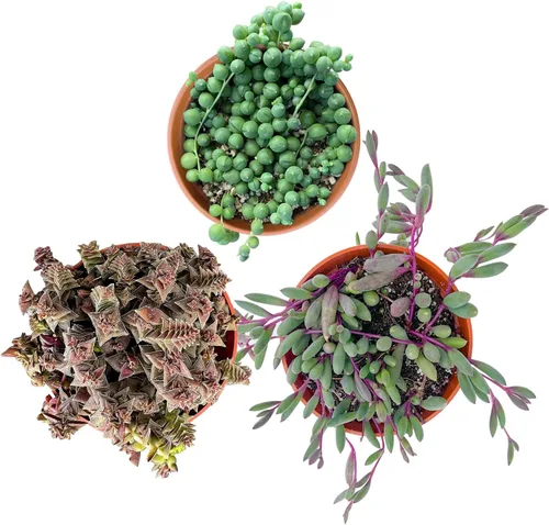Miniatura 2 de Juego de 3 suculentas F (4 pulgadas), cadena de perlas + cola de burro + collar de rubí, plantas suculentas vivas totalmente enraizadas en macetas