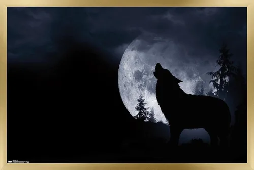 Miniatura 15 de Trends International Póster de pared de lobo - aullido, 14.725 x 22.375 pulgadas, versión enmarcada de madera de granero