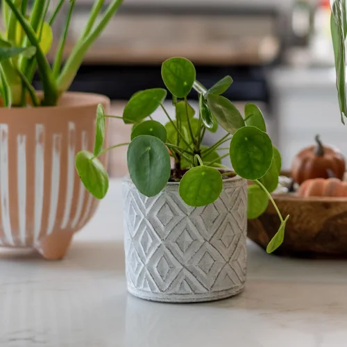 Miniatura 4 de 2 plantas vivas de Pilea Peperomioides, plantas de interior de Pilea Peperomioides, plantas de interior viven sin maceta para plantar