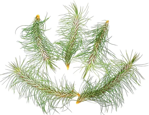 Miniatura 33 de ragnaroc Planta de Aire Viva – Tillandsia Capiput, Jumbo 6-9” - 2 unidades - Llegada Viva Garantizada - Plantas de Casa para Decoración del Hogar