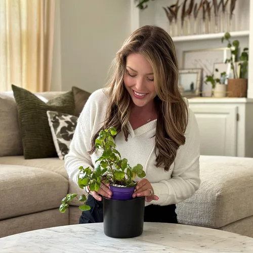 Miniatura 3 de Willowy Maceta de Cerámica Negra de 6 Pulgadas - Macetas de Cerámica Negra de 6 Pulgadas para Plantas como Aloe, Planta de Goma Bebé, Jade, Planta