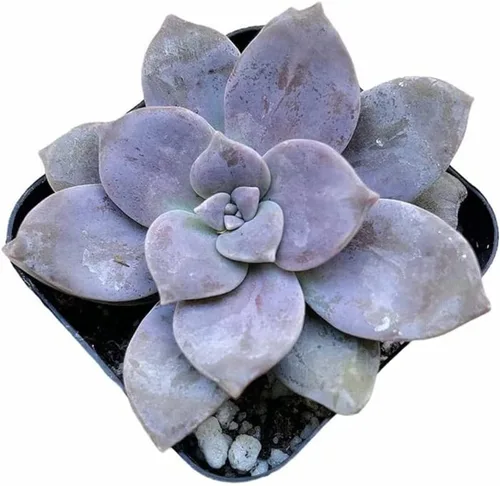 Plantas suculentas vivas de USKC (Graptopetalum Superbum de 2 pulgadas)