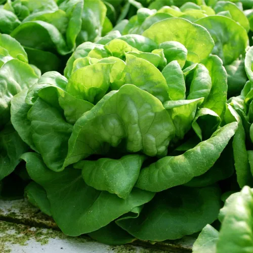 Miniatura 5 de Semillas de Lechuga (Buttercrunch) (2300 Semillas)