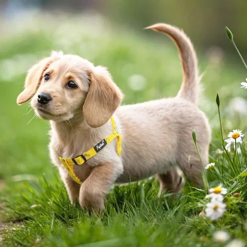 Miniatura 5 de Pupteck - Arnés para perros sin jalar, suave, ajustable, de nailon, talla básica, chaleco para cachorro, para caminar al aire libre con etiqueta