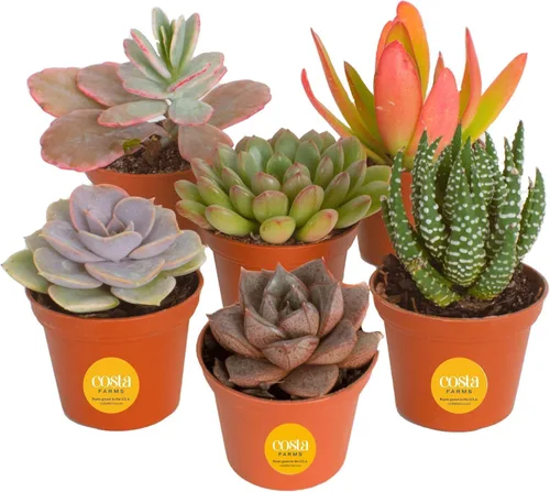 Miniatura 13 de Costa Farms Mini plantas suculentas vivas en macetas de plástico, suculentas de interior fáciles de mantener, plantas de interior para decoración