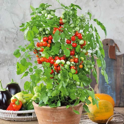 Miniatura 19 de Eden Brothers Semillas de tomate – Semillas de caqui sin OMG para plantar, paquete Semillas de vegetales de bajo mantenimiento, plantas durante