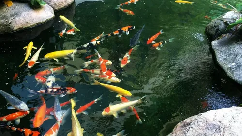 Miniatura 6 de AlpineReach Kit de malla para estanques de peces Koi de 14 x 14 pies, negro, malla fina tejida de alta resistencia para hojas - Protege a los peces