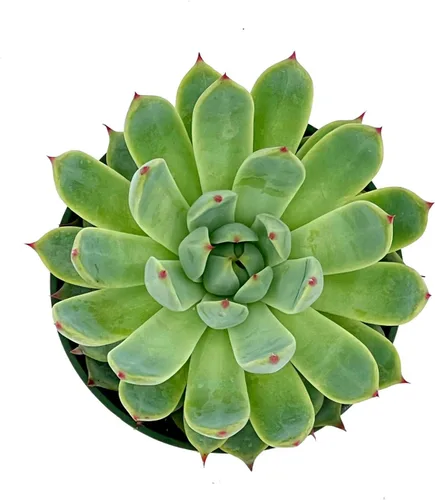 Miniatura 3 de ragnaroc Plantas suculentas vivas – Echeveria Parva, enraizadas en maceta de 4 pulgadas – 1 unidad – Llegada viva garantizada – Plantas