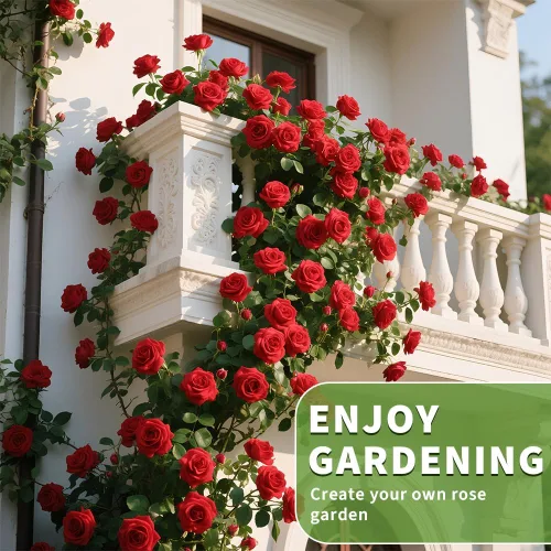 Miniatura 4 de Más de 200 semillas de rosas rojas trepadoras para plantar al aire libre, flores ornamentales trepadoras rosas arbustos trepadoras de larga floración