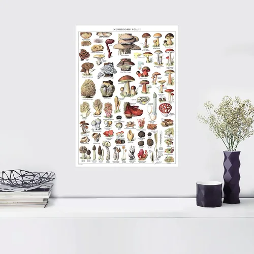 Miniatura 6 de Póster de hongos vintage impresos, tabla de referencia de identificación botánica de micología y hongos, volumen 1 y 2 (laminado, 18 x 24 pulgadas)