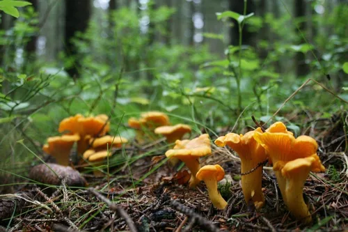 Miniatura 2 de Sporas Mushroom Golden Chanterelle Seeds Mycelium Spawn Hierloom Seed No OGM