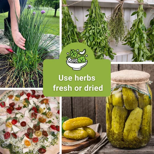 Miniatura 6 de Sow Right Seeds - Colección de 5 semillas de hierbas para plantar - Albahaca genovesa, cebollino, cilantro, perejil italiano y eneldo para plantar