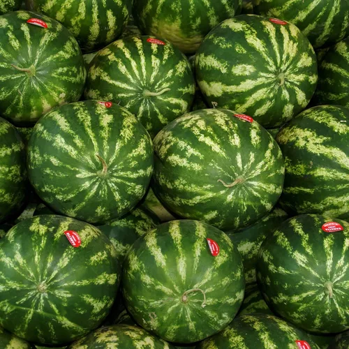 Miniatura 3 de Park Seed Variedad de semillas de fruta de sandía, semillas de plantas, fáciles de cultivar, perfectas para cosechar, Cal Sweet Bush, paquete de 10