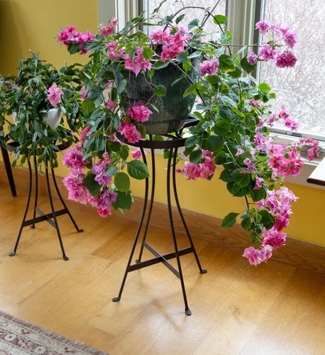 Miniatura 3 de Soporte para plantas Tara de 24" de alto