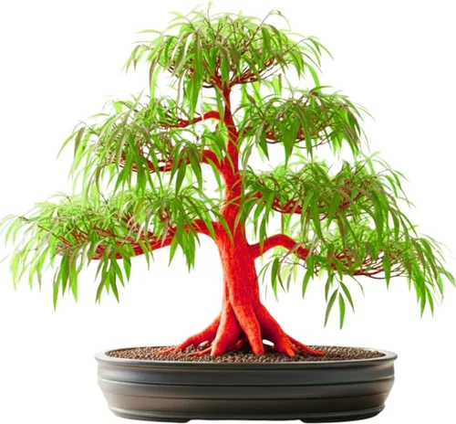 Corte de árbol bonsái de sauce de llama para crecer – Corteza brillante de color rojo anaranjado – Corte de tronco grueso – Bonsái de crecimiento