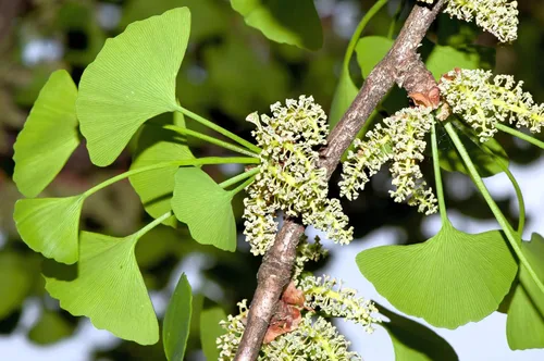 Miniatura 7 de 10 semillas de hierba de fruta de naranja de otoño de Ginkgo BILOBA árbol de culantrillo amarillo