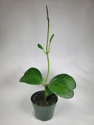 Miniatura 4 de Hoya Kerrii con hojas en forma de corazón, planta viva Hoya, gran regalo para madres y seres queridos, planta viva Hoya