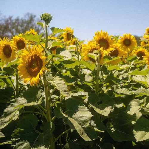 Miniatura 7 de La Tourangelle, Aceite orgánico de girasol alto oleico, aceite neutro para cocinar a fuego medio a alto y cuidado de la piel, sin OMG, libre