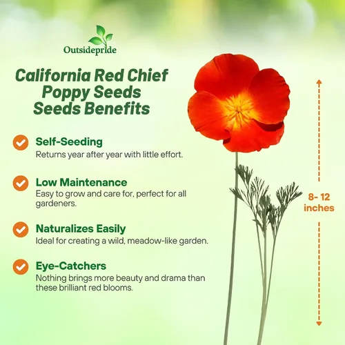 Miniatura 3 de Outsidepride Red Chief Semillas de amapola de California para plantar, 1/4 libras. Semillas anuales, tolerantes a la sequía y fáciles de cultivar
