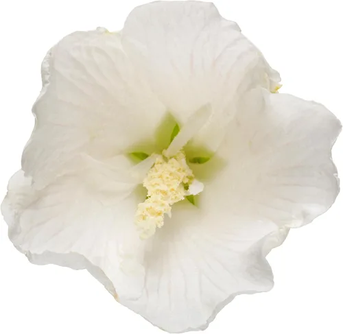 Miniatura 2 de s 2 Gal. Pilar Blanco Rosa de Sharon (Hibisco) Arbusto