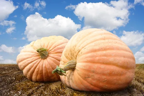 Miniatura 4 de Semillas de calabaza para plantar, paquete de 4 variedades: Big Max, Jack-O'-Lantern, Jarrahdale, Sugar Pie, Semillas de reliquia sin OMG