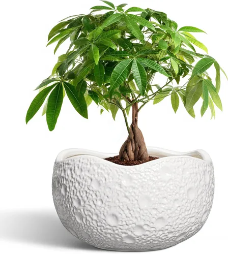Miniatura 8 de Macetas de Cerámica Thirtypot - Maceta de 4 Pulgadas con Agujero de Drenaje, Macetas Pequeñas para Plantas de Interior y Exterior, Maceta Redonda