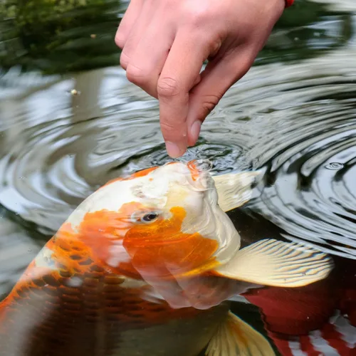 Miniatura 5 de Palitos flotantes Koi Vibrance de TetraPond 16359