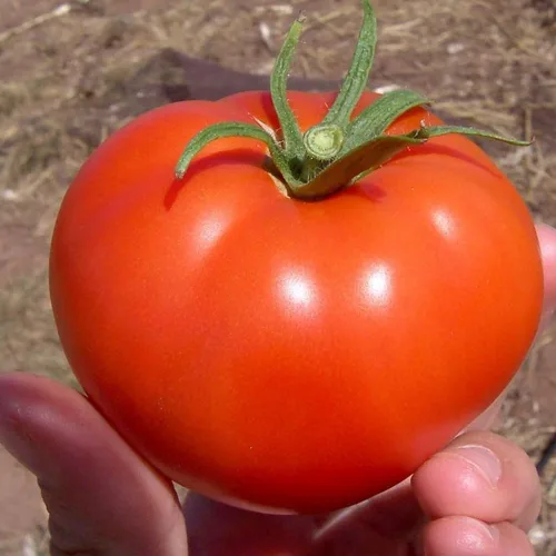 Miniatura 5 de Semillas de tomate Better Boy, 100 unidades ¡Cultiva el tomate clásico Better Boy en tu propio jardín! Estas plantas de tomate indeterminadas