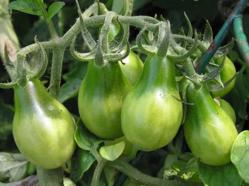 Miniatura 2 de Semillas Esmeralda Pera Tomate Verde Indeterminado No GMO Heirloom