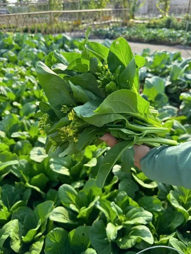 Miniatura 7 de 4000 semillas de Choy Sum de alta calidad – Cải Ngồng – Yu Choy – Semillas de col china en flor – Sin OMG, reliquia, tasa de germinación del 99%