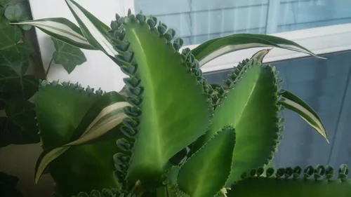 Miniatura 3 de 5 Plántulas con raíces de planta de sombrero mexicano, Kalanchoe, madre de miles-Kalanchoe Daigremontiana-Mexican Hat Live Plant